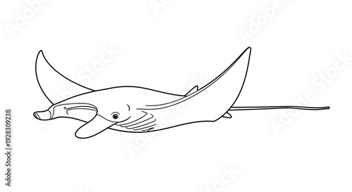 Graceful Manta Ray Swimming Underwater.