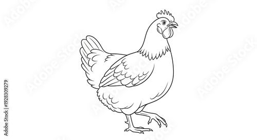 Detailed Line Art Illustration of a Domestic Chicken Hen.