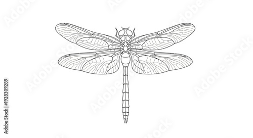 Detailed Line Art Illustration of a Dragonfly with Transparent Wings.