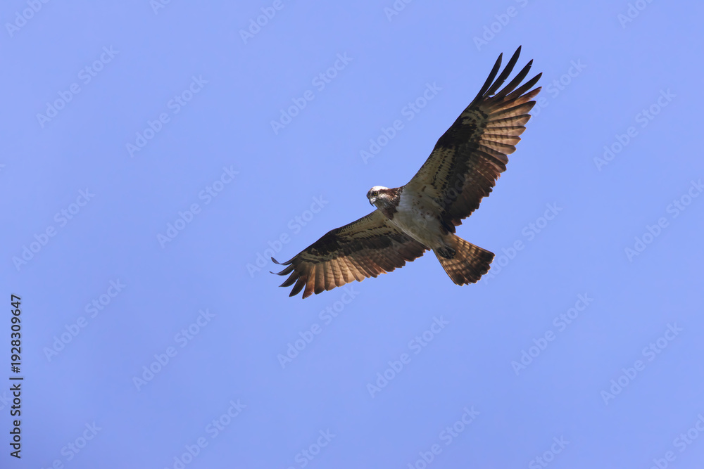 Obraz premium Osprey flying in search of fish