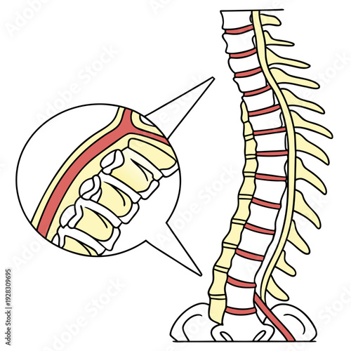 Vertebral column with spinal cord and magnified view of lumbar section