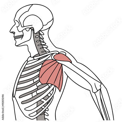 Human skeleton with highlighted pectoralis major muscle