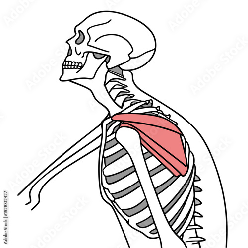 Realistic of human skeleton with highlighted trapezius muscle
