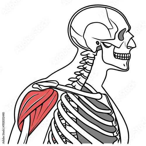 Human skeleton with scapula and deltoid muscle highlighted