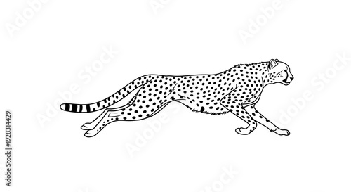Dynamic cheetah illustration in black and white running gracefully.