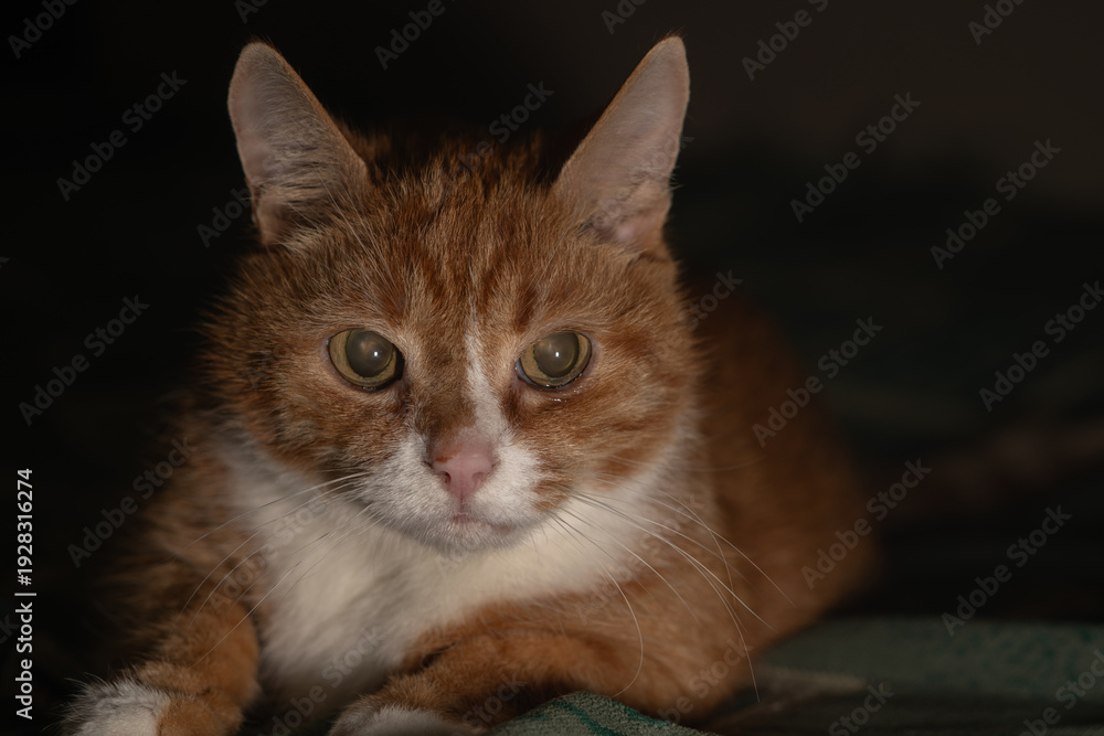 Fototapeta premium Domestic ginger cat resting on a patterned blanket with soft lighting, showcasing its facial features and relaxed posture in a cozy indoor setting