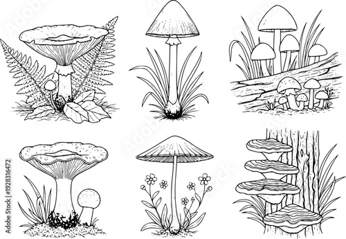 Detailed line of various mushrooms and forest flora a white background fungus nature