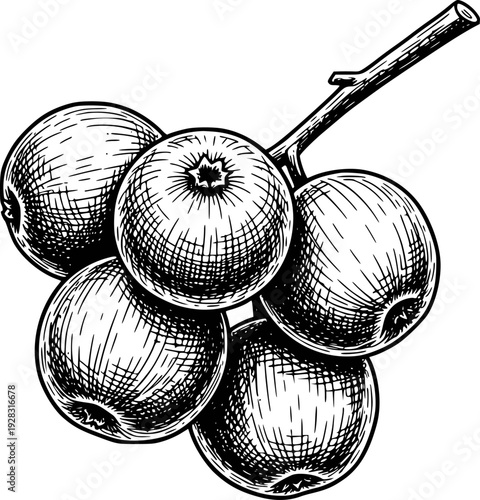 Hand Drawn of Ripe Apples a Branch with Transparent Background fruit food