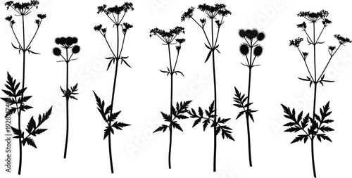 Black floral silhouettes of meadow wildflowers and wild carrot plants isolated on white background, botanical collection for minimalist nature design elements.