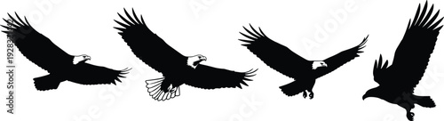 Set of bald eagle silhouette vector illustrations showing majestic birds of prey in flying poses for wildlife nature cad drawing flat vector illustration