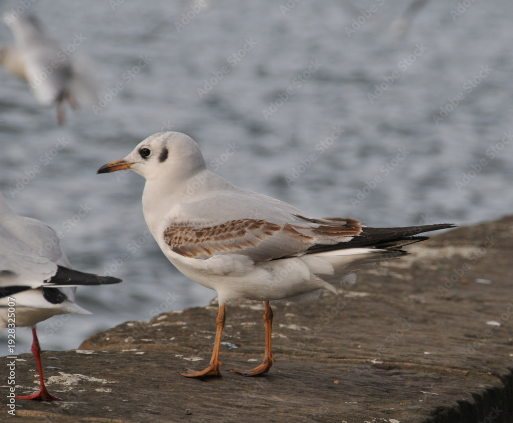 Fototapeta premium Möwe am Maschsee von Hannover