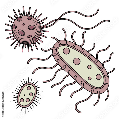 Of bacteria with flagella and pili on white background