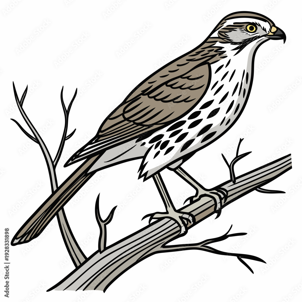Fototapeta premium Brown and white bird perched on bare branch forest bird