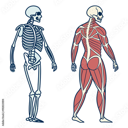 Human skeleton and muscular system anatomy medical 1