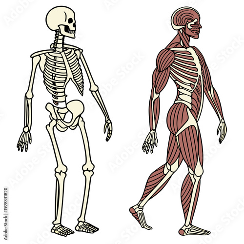 Human skeleton and muscular system anatomy medical