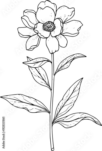 Delicate Black and White Line of a Single Blooming Flower with Leaves isolated