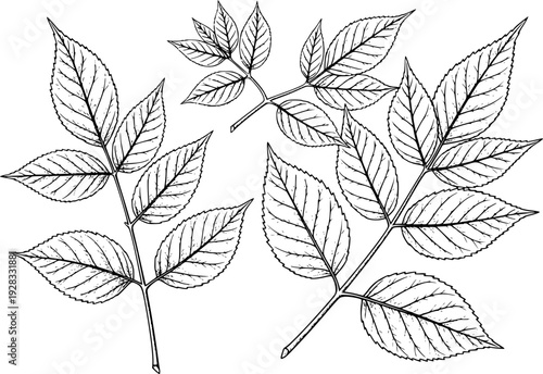 Detailed Black and White Line of Ash Tree Leaves White Background leaf botanical