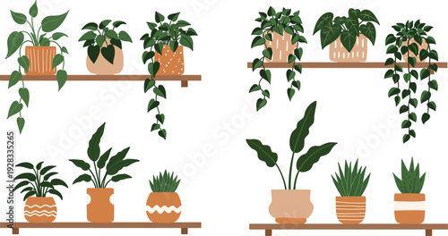 A set of small potted houseplant seedlings including a cactus, tomato, and ficus with green foliage isolated on white for garden growth and botany life