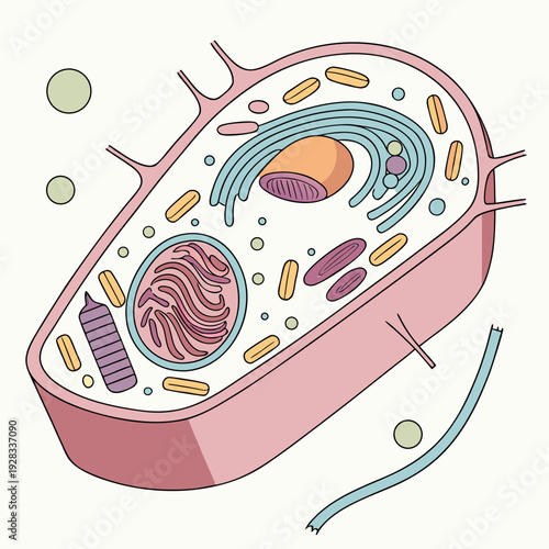 Animal cell structure with organelles nucleus mitochondria