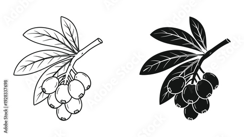 Olive Branch with Olives - Outline and Silhouette Vector Set