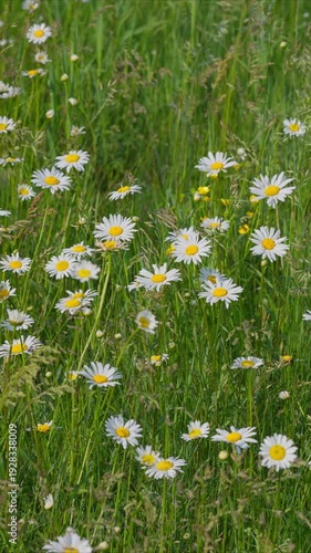 A vibrant collection of lovely daisies in full bloom, creating an enchanting sight