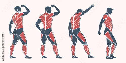 Illustration of a person demonstrating various stretching exercises for flexibility. Vector