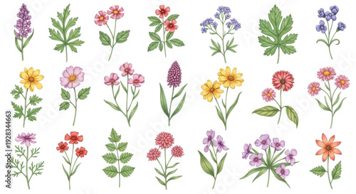 Set of watercolor wildflowers with green leaves, delicate floral elements for design, natural botanical illustration