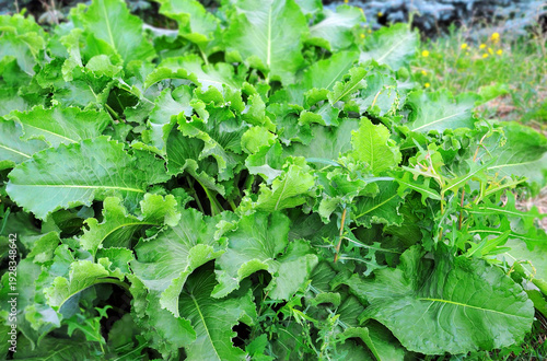 Foto Horse radish (armoracia rusticana) leaves