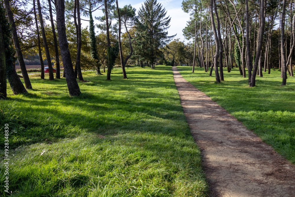 Obraz premium A straight dirt footpath runs through a bright green grassy clearing, bordered by tall pine trees casting long shadows—quiet, sunlit parkland scenery in Brittany, France.