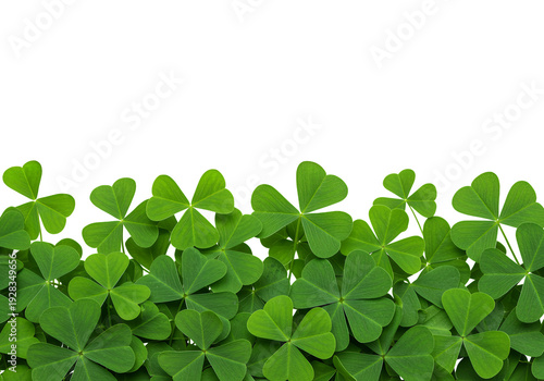 Green clover leaves isolated on a transparent background