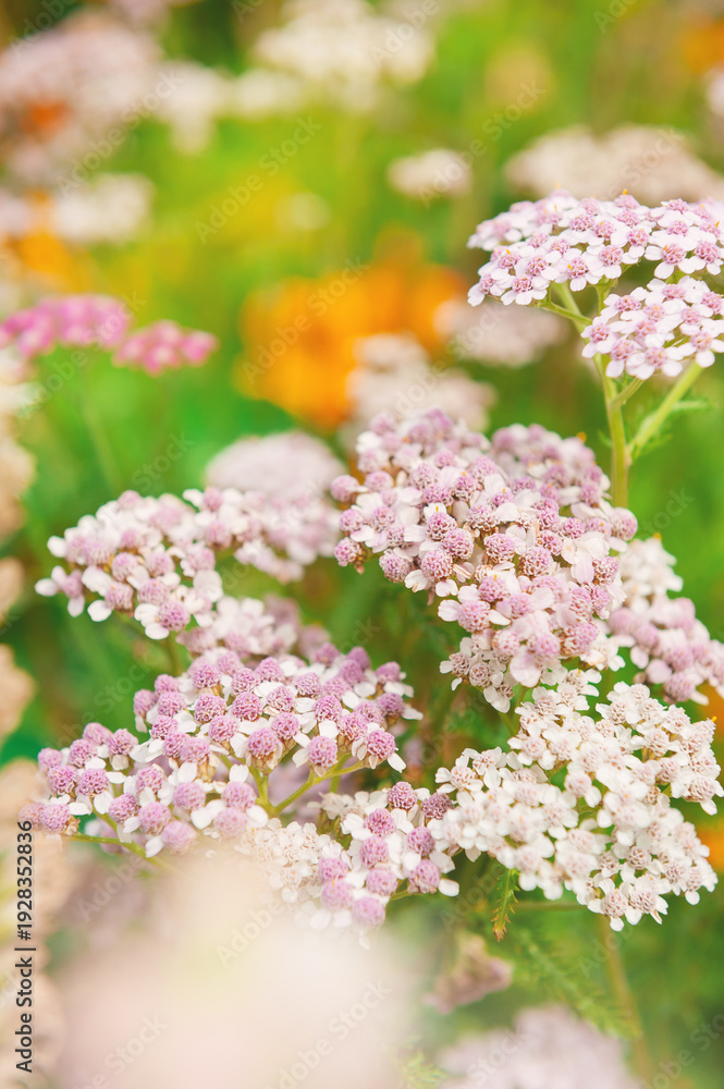 Obraz premium Colorful meadow summer background with pink yarrow flowers in garden