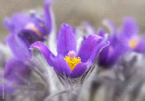 Macro photo of spring Pasque flower with fuzz