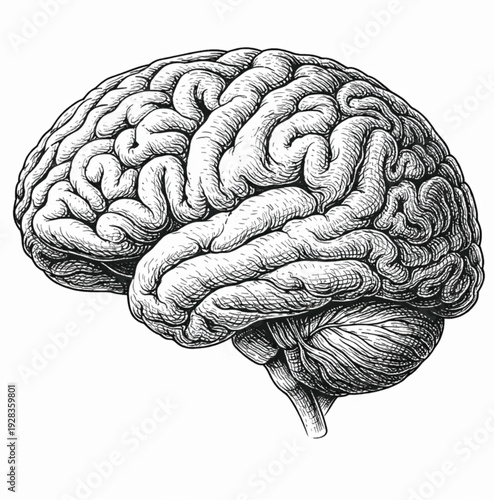 Vintage Engraved Human Brain – Detailed Black and White Anatomical Illustration