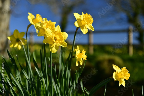 Springtime Daffodils, Jersey, U.K. A sunny clear sky rural landscape.