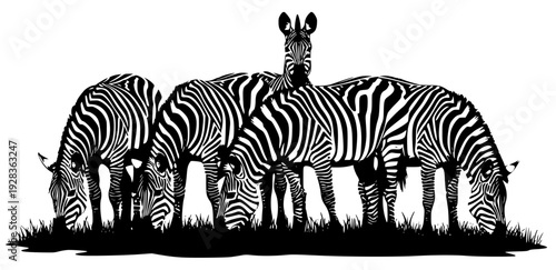 Three zebras grazing in a grassy area with a , grass, graze, herd, huddle, stand, zebra, against transparent background