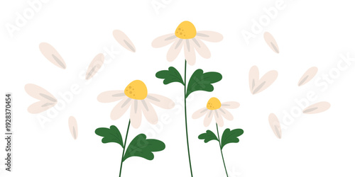 Simple chamomile flower isolated on white background. Flat vector illustration for greeting cards, weddings, and spring designs