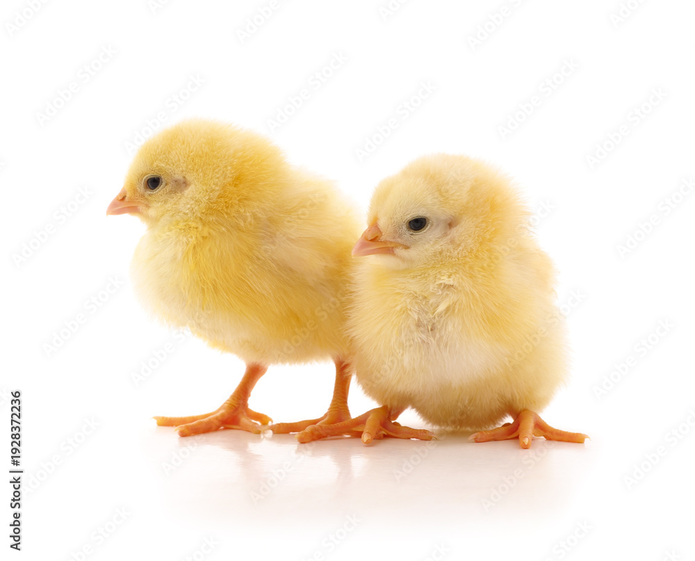 Obraz premium Two small yellow chickens on white background.