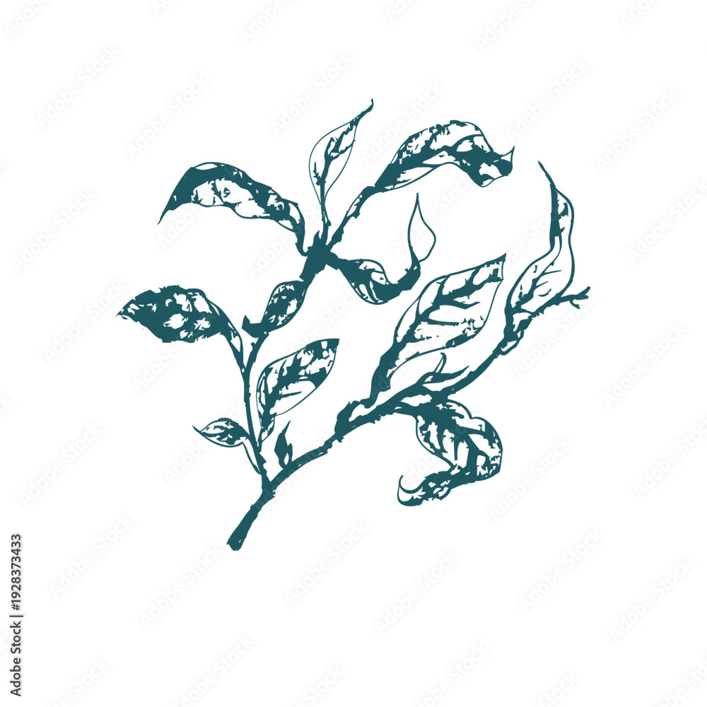 Obraz premium tea leaves japanese chinese vector ink traditional asian design isolated