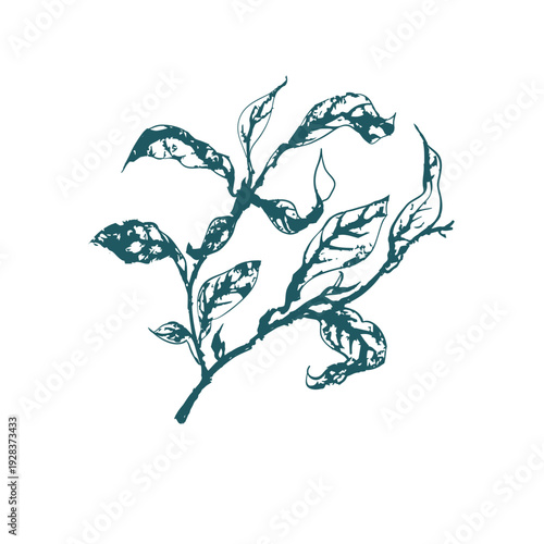 tea leaves japanese chinese vector ink traditional asian design isolated