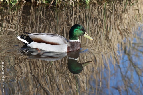 Mallard duck (Anas platyrhynchos) on the water with its reflection.