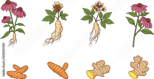 Hand Drawn Flat Vector Illustration Set of Medicinal Herbs including Ginger, Ginseng, and Turmeric