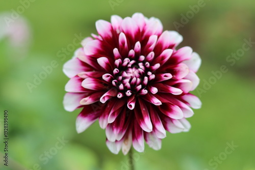 Εκτύπωση καμβά Close up of a single crimson and white dahlia