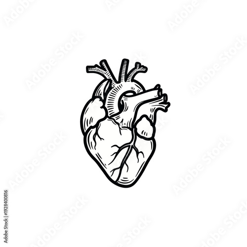 Hand drawn anatomical human heart illustration. Vintage black and white engraving style icon for medical, health, and biology concepts.