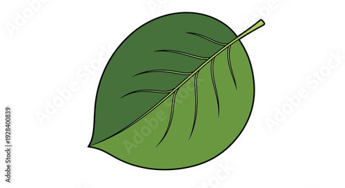 Green leaf with stem illustration.