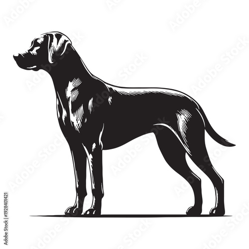 Harrier Dog – Energetic Scent Hound, Loyal Family Companion, Strong Hunting Breed, Friendly Temperament, Athletic Build, Medium Size, Excellent Tracker, Outdoor Loving, Intelligent.