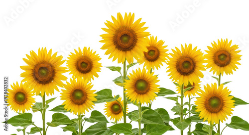 field of bright yellow sunflowers with green leaves and stems on transparent background.