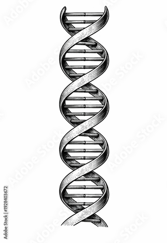 Vintage Engraved DNA Double Helix – Detailed Black and White Scientific Illustration