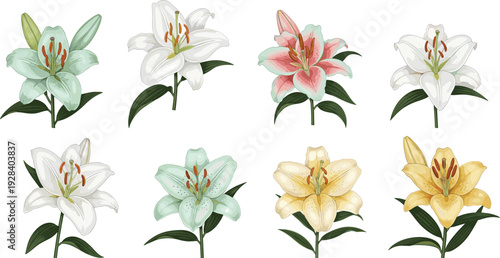 Collection of lily flowers illustrations, botanical floral set, elegant garden blooms, isolated decorative vector design for nature, wedding, and spring themes