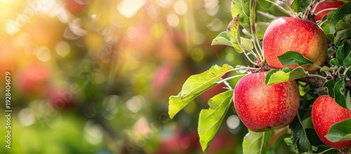 Red apples on a tree branch with green leaves. The background features a warm, sunny atmosphere, suggesting a fruitful harvest season.