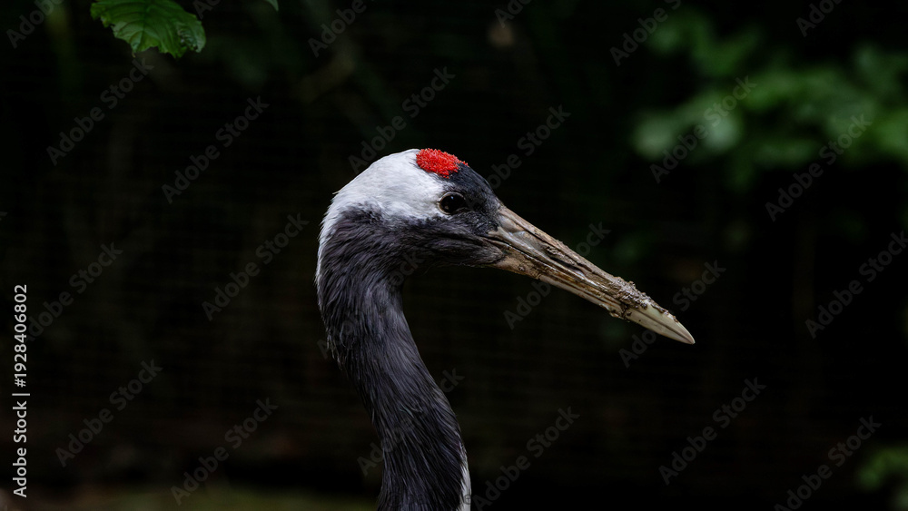 Fototapeta premium grulla 